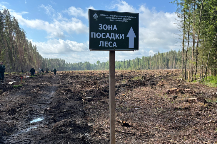 Всероссийский день посадки леса